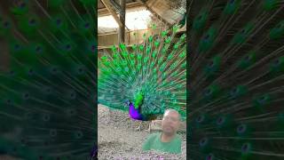 movierulz short  lovesong peacock nature birds