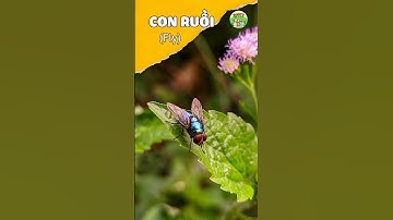 Fly l Con ruồi l Côn trùng #animals #trending #smallanimal #insects #facts