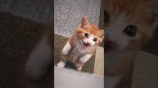 Kittens Meowing and Doing Lovingly