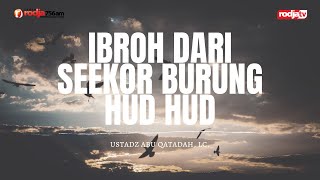 Ibroh dari Seekor Burung Hud Hud l Ustadz Abu Qatadah, Lc.
