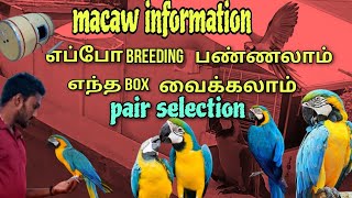 All about macaw | யாரும் இன்னும் சொல்லாத விஷயம் | யாரெல்லாம் வளர்க்கலாம்