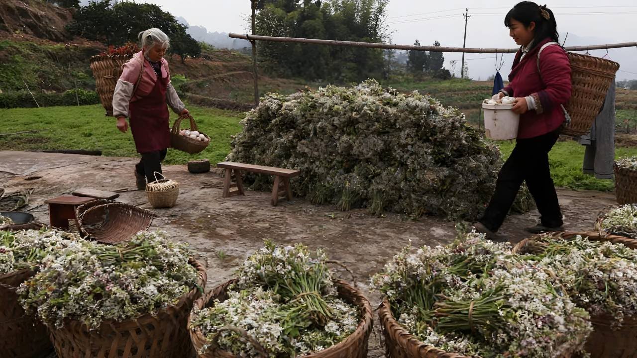 100元一斤的花束，一年一砍进城卖，只为让勤劳的赖婆婆一家有钱花。【燕麦行游】