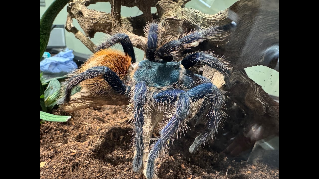 Chromatopelma cyaneopubescens, the Green Bottle Blue tarantula  rehouse and care