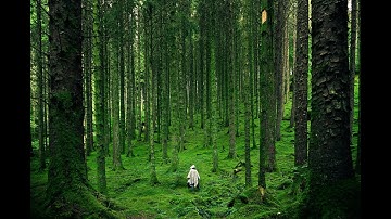 The Invisible Man - by HG Wells (The Strange Man