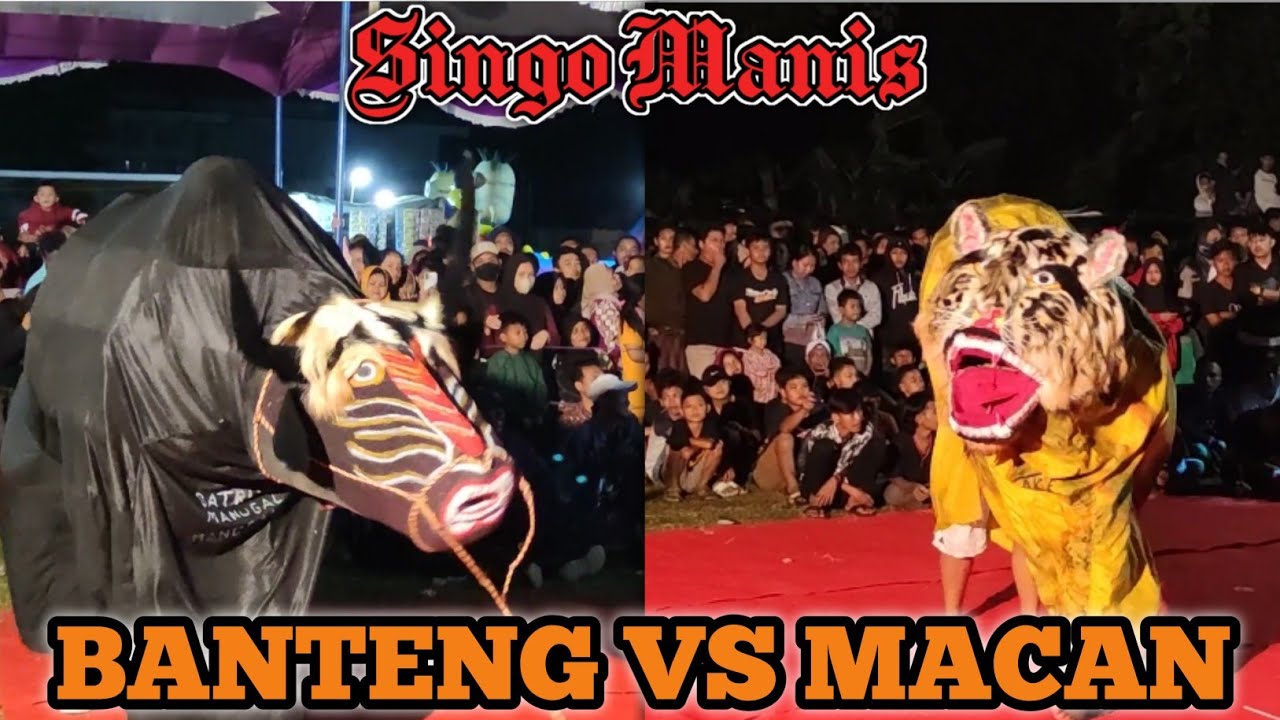 Banteng Galak VS Macan Ngeleh .!!! SATRI MANUNGGAL SINGO MANIS - LIVE SUMUR KEC.BRANGSONG KAB.KENDAL