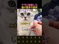 タマに取り憑かれた猫の悲しい執着