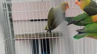 Green fisher olive fisher