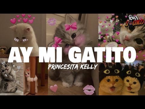 Princesita Kelly Ay Mi Gatito Letra Pobre Mi Gatito Alguien Le Ha Pegado Tiktok 