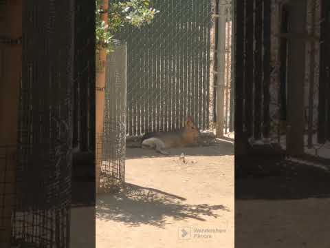 Amazing Patagonian Mara Mara Patagónica Orange County Zoo Irvine Regional Park
