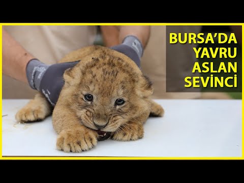 Bursa'da Hayvanat Bahçesindeki Aslan Ailesinde 'Yavru' Sevinci