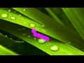 Caterpillar animation