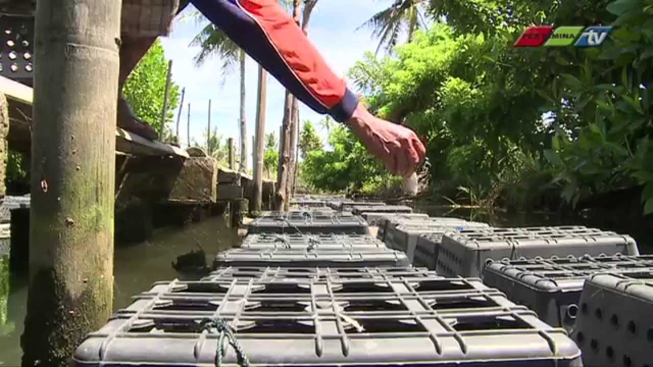 Budidaya Kepiting Cangkang Lunak 