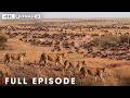 Ultimate Predators: Epic Battles of the Animal Kingdom (4K UHD) | Nature Animal Documentary