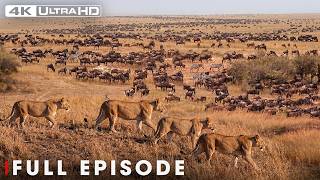 Ultimate Predators Epic Battles Of The Animal Kingdom 4k Uhd  Nature Animal Documentary