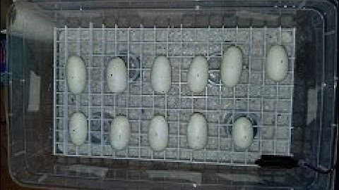 Green Tree Python - Eggs and Incubation - Biak x Aru Pairing