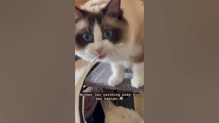 Watch the video about Ragdoll Cat Mother Collects Funny Objects for her Kittens #funnycats #funnycatvideos #ragdollcat