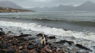 Fox terrier Nobby braves Storm Kathleen (Loch Torridon)