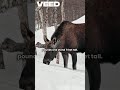 Majestic Moose Moments !