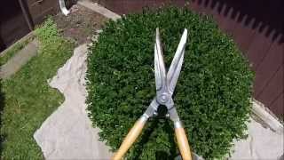 HOW TO: Hand shearing Boxwood shrubs