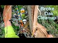 Broke Oak Cleanup! Tree almost hits house, New intro and Kevin tries a Mango for the first time!