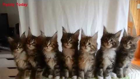 Funny Cats Compilation Most Popular Part 1