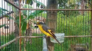 Download Lagu Burung Mantenan Betina Gacor Memanggil Pejantan MP3