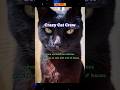 Cat Complaints: Where Felines Vent About Their Crazy Life