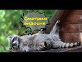 Еноты. Смешные видео. Лучшие приколы с енотами