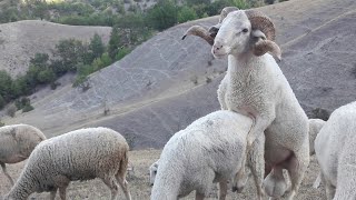 Koç Koyunlarla Çi̇ftleşi̇yor - Yeni̇ Kuzular Yolda Kangal Dumani Gönderecek Mi̇yi̇m?