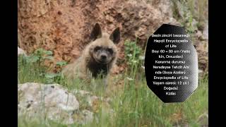 Hayvan Turlericizgili Sirtlan