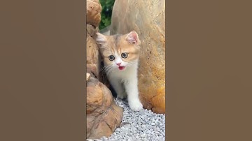 Thumbnail of Pussy Cat #cat #meow#catlover #viralshort #kitten #cutecat