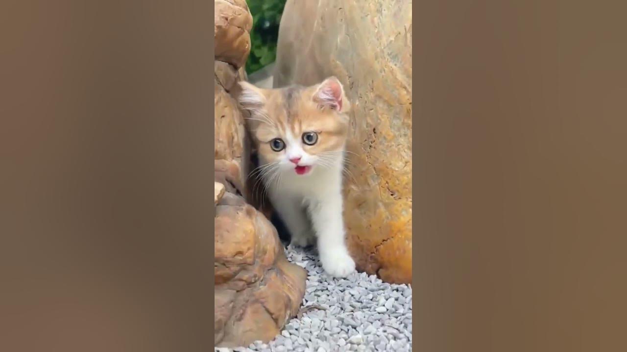 Pussy Cat #cat #meow#catlover #viralshort #kitten #cutecat