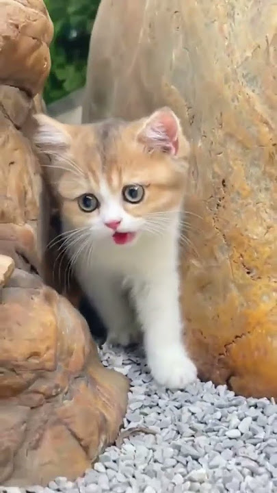 Pussy Cat #cat #meow#catlover #viralshort #kitten #cutecat