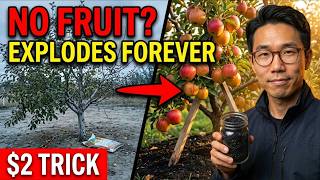 Do THIS $2 Trick and Your Fruit Tree Will EXPLODE With Fruit!