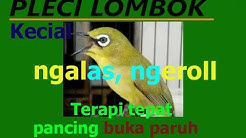 Pleci Lombok Gacor Kecial Super Terapi Pancing Buka Paruh  - Durasi: 11:42. 