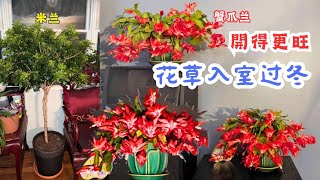 【花の物语】81花草入室过冬,温室里的花朵开得更绚烂