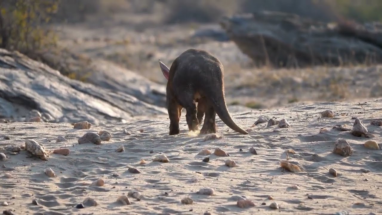 Anteaters and anteating creatures are the weirdest looking animals