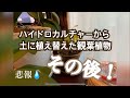 【悲報】ハイドロカルチャーから土に植え替えた観葉植物のその後