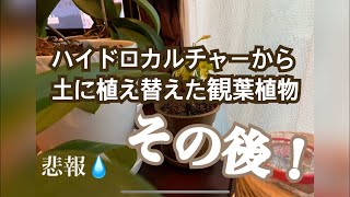 【悲報】ハイドロカルチャーから土に植え替えた観葉植物のその後