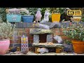 No ads vido pour chat  oiseaux et cureuils dans un jardin  oiseaux pour les chats