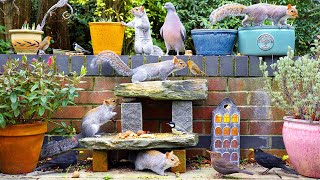 Cat TV for Cats to Watch 😸 Birds & Squirrels on a Garden Wall 🕊️ Bird videos for cats