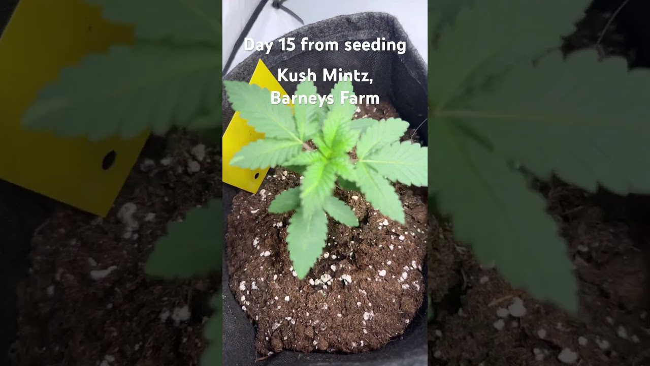 Kush Mintz, Barneys Farm