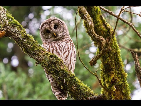 owl---a-funny-owls-and-cute-owls-compilation