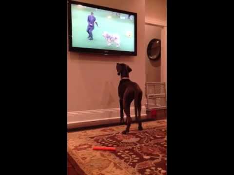 Ruby the Great Dane watches Westminster Dog Show camera iphone 8 plus apk