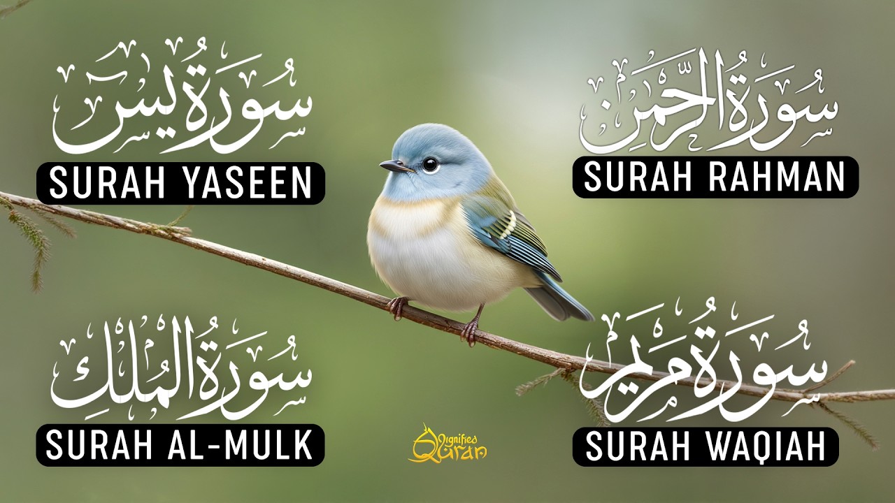 Beautiful Voice Of Surah Yaseen | Surah Rahman | Surah Waqiah | Surah Mulk | Alaa Aqel | Ep-02