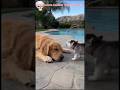 Dog Throws Another Dog into Water 😂🐶