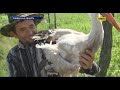 На Рівненщині родина тримає лелеку за домашнього улюбленця