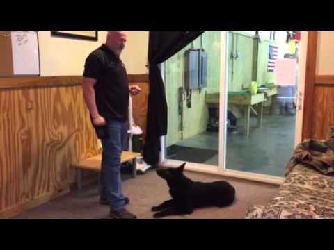 obedience training dmc 5 Black German Shepherd
