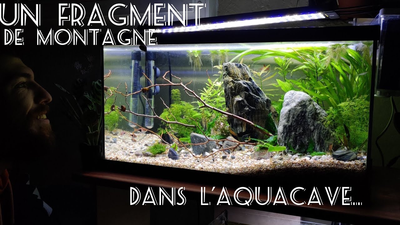 On monte un nouveau 60L pour mes Rasbora !