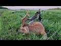 Охота на самца косули летом / Roe deer hunting in summer.